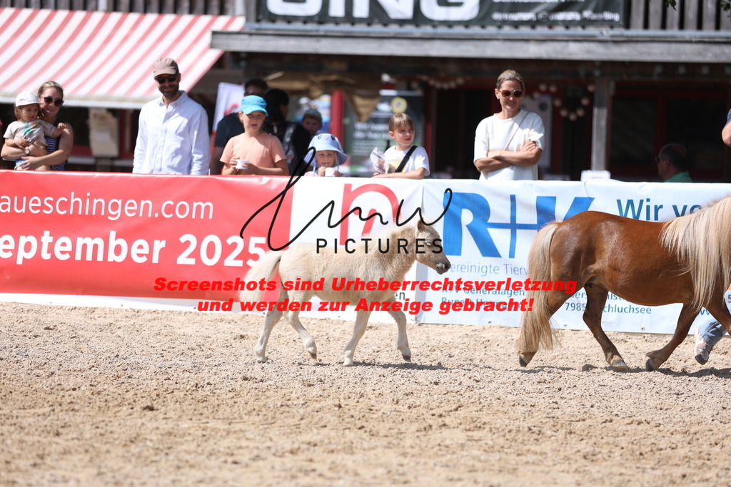 Fohlenschau_Schwäbisch_Hall_Ponys_KN 51_2 | lmwpictures - Realisiert mit Pictrs.com