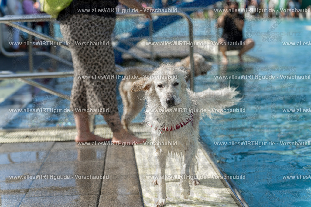 Hundeschwimmen_Volksbad_2026-allesWIRTHgut_Tierfotografie-2609061215-112526-7R509969 | Professionelle Tierfotografie in Mönchengladbach von Daniel Wirth (allesWIRTHgut). Liebevolle & natürliche Bilder von Hunden & Katzen für unvergessliche Erinnerungen.