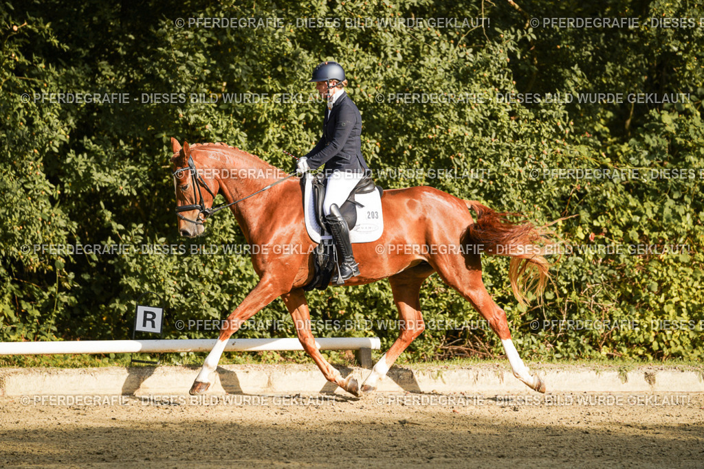 DSC05291 | Pferdegrafie