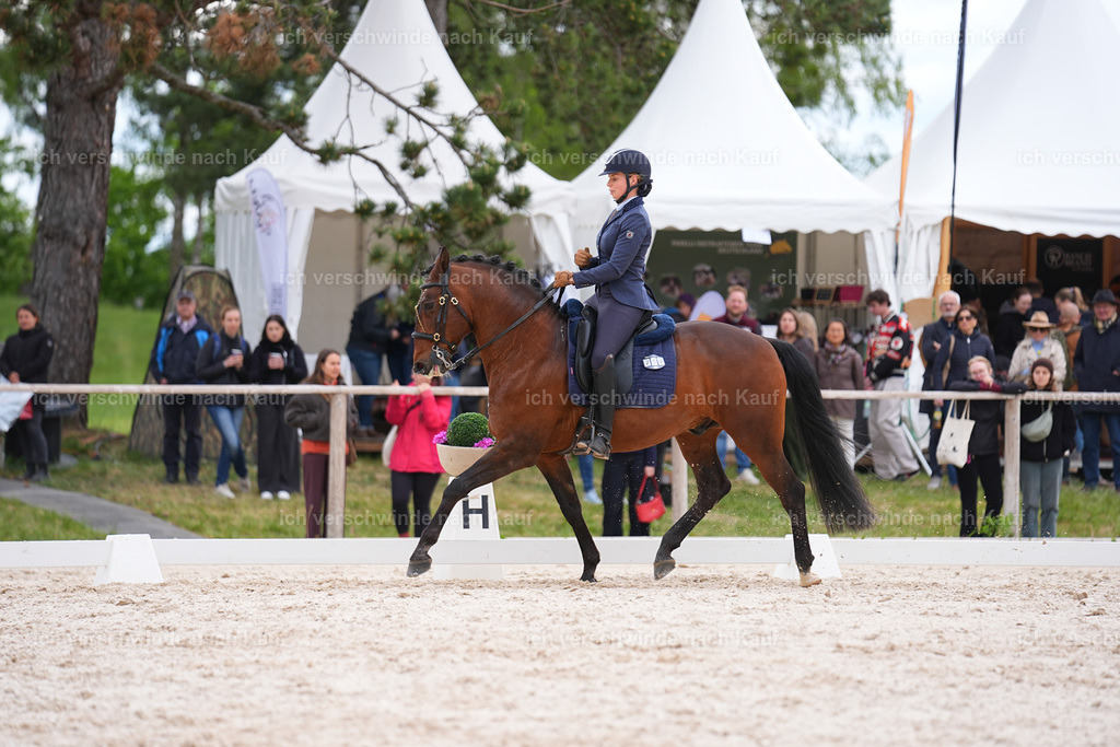 PI26_DR_259_StoibphotographySIN09492.jpg | working equitationturnier fotograf videograf stoibphotography marixx film working equitation deutschland reitsport turnierfotografie eventfotografie equestrian events