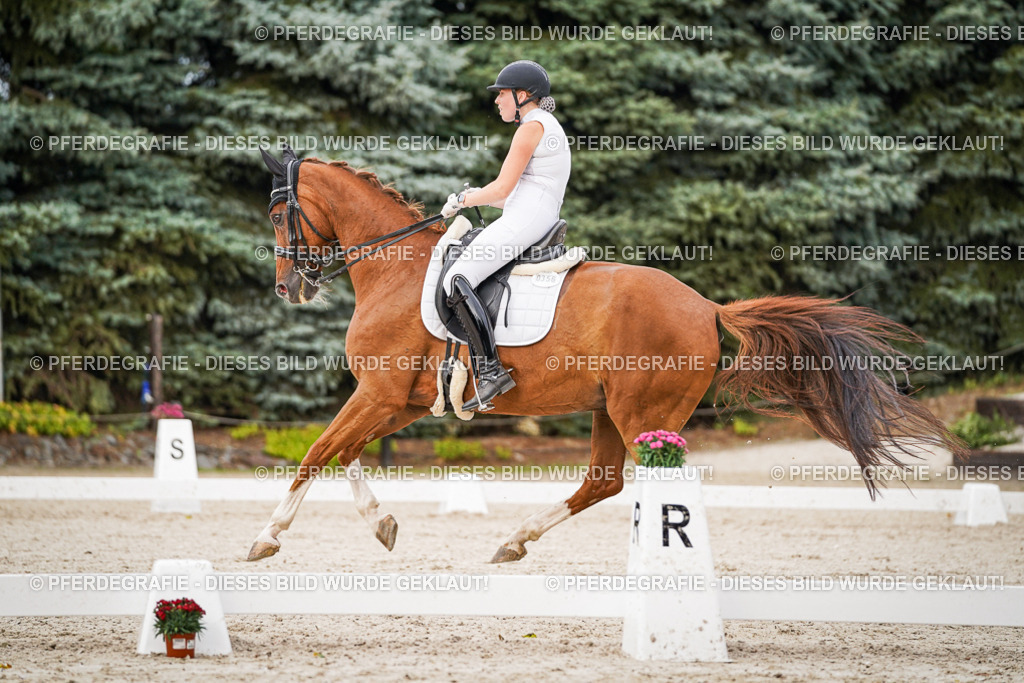 DSC08618 | Pferdegrafie