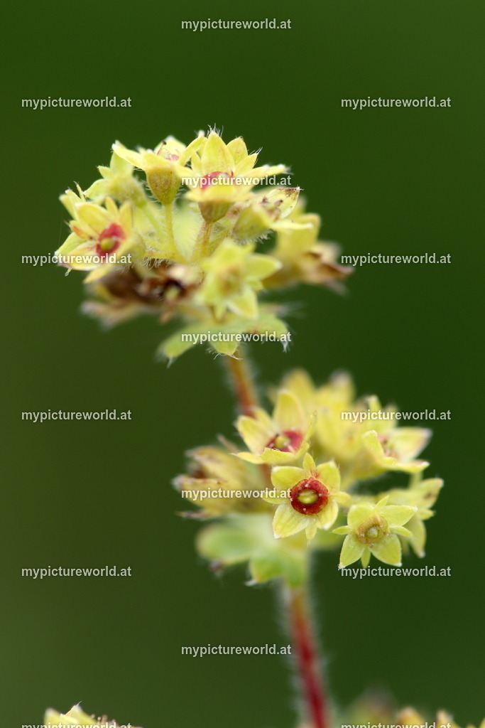 Bergwiesen-Frauenmantel-008 | Das Bilderarchiv über Tiere, Planzen und Landschaften. In der Bilddatenbank finden Sie ein große Auswahl an hochwertigen Bilder für Ihre Werbung - Realisiert mit Pictrs.com
