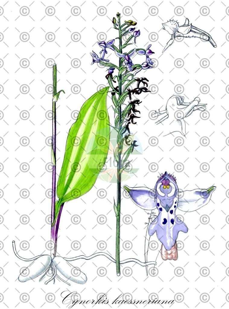 HistAbb_wfo-0000634357_1_ENZY_Simple | Historische Abbildung von Cynorkis kaessneriana - Orchidaceae | Historical Illustration of Cynorkis kaessneriana - Orchidaceae
