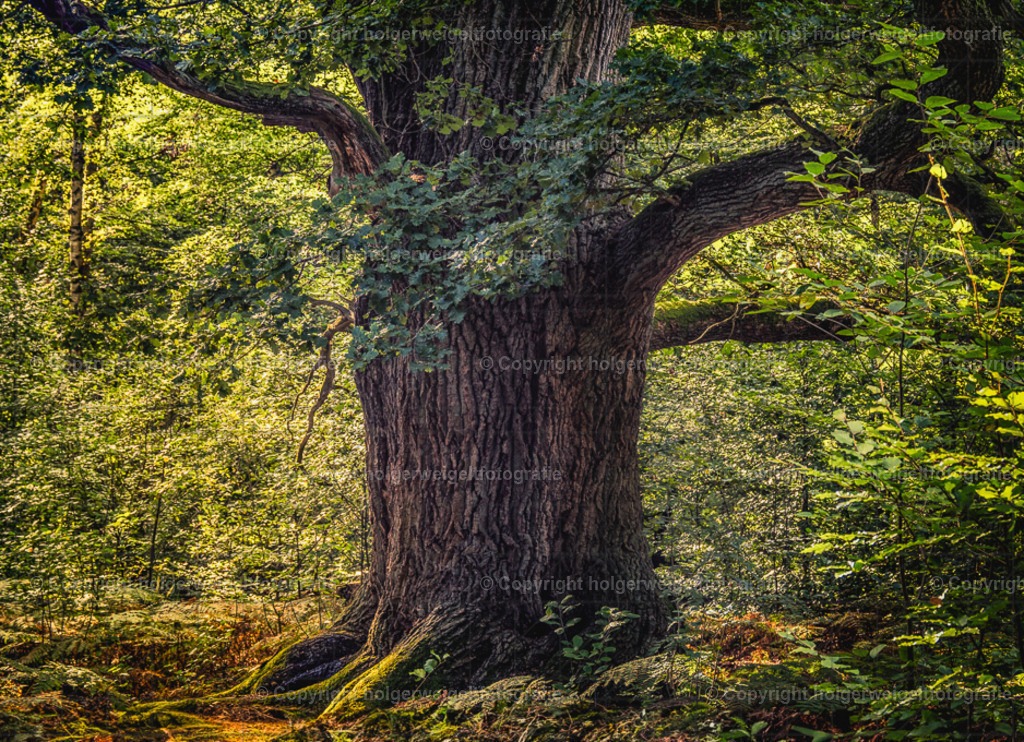 Der Dicke | Kaufen sie online außergewöhnliche Fotografien auf Leinwand Acrylglas Fotoprint Aludibond von holgerweigeltfotografie - Realisiert mit Pictrs.com