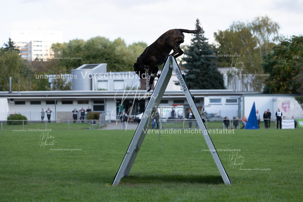 _16A5706 | Einzigartige Fotos von Hunden & Menschen –Actionfotos, Portraits, Vereinsaufnahmen & Paarshootings – authentisch, lebendig & mit Herz.