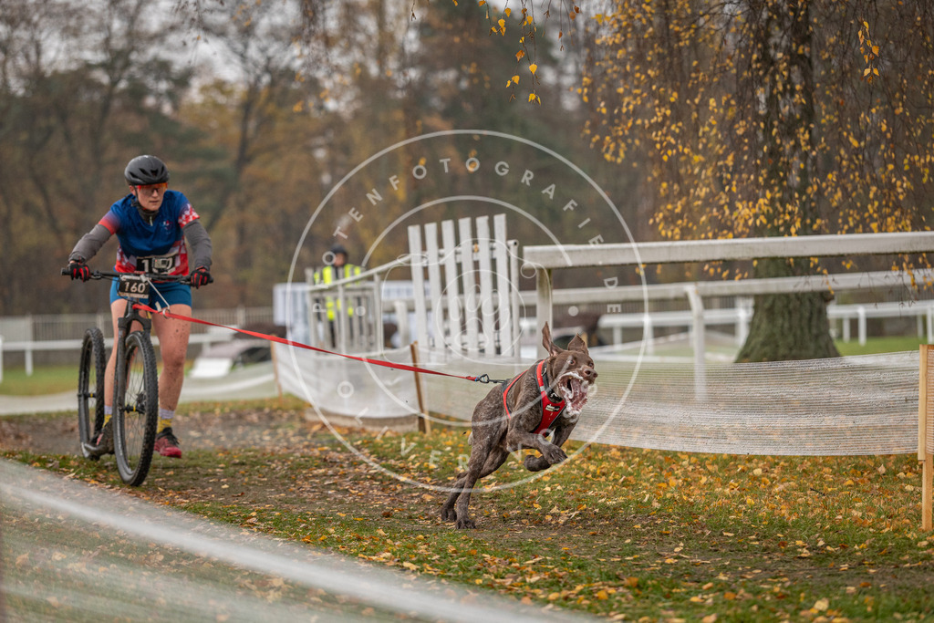 CaniXpix_DV3A8501 | Hundefotografie, Tierfotograf, Pfotenfotografie, Fotoshooting Hund, Hunde Portrait, Hundesport, Hundeportraits, Heideshooting, Hunde, Sportfotograf, Hundefotograf, Turnierhundsport, THS,  - Realisiert mit Pictrs.com