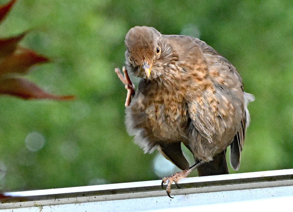 Amsel-jung02-2 | lucisnaturbilder - Realisiert mit Pictrs.com