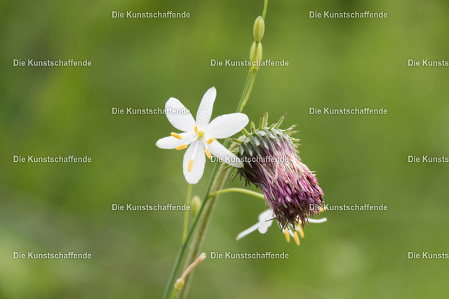 Manuela Strombach-Gauss-0314 | Kunstdruck-Postkarten von, analog und digital, handgemalten Postkarten und Bildern.
Außerdem Fotoprodukte in verschiedenen Ausführungen.
 - Realisiert mit Pictrs.com