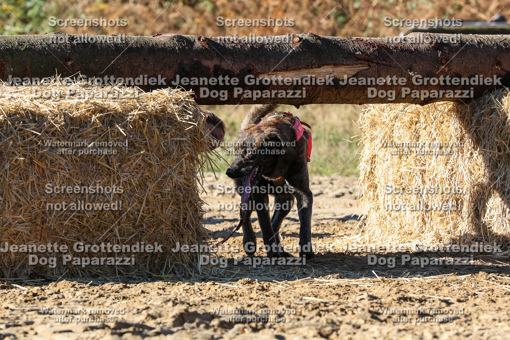 Dog Paparazzi - Strongdog 10-25-2178 | Dog Paparazzi Jeanette Grottendiek Fotografie & Videografie - Realisiert mit Pictrs.com