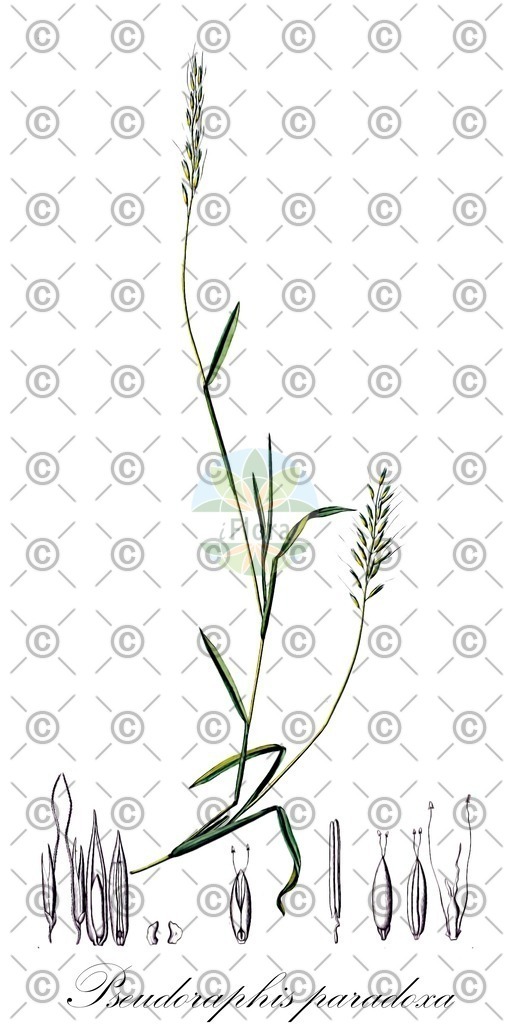 HistAbb_wfo-0000398690_1_ENZY_Simple | Historische Abbildung von Pseudoraphis paradoxa - Poaceae | Historical Illustration of Pseudoraphis paradoxa - Poaceae