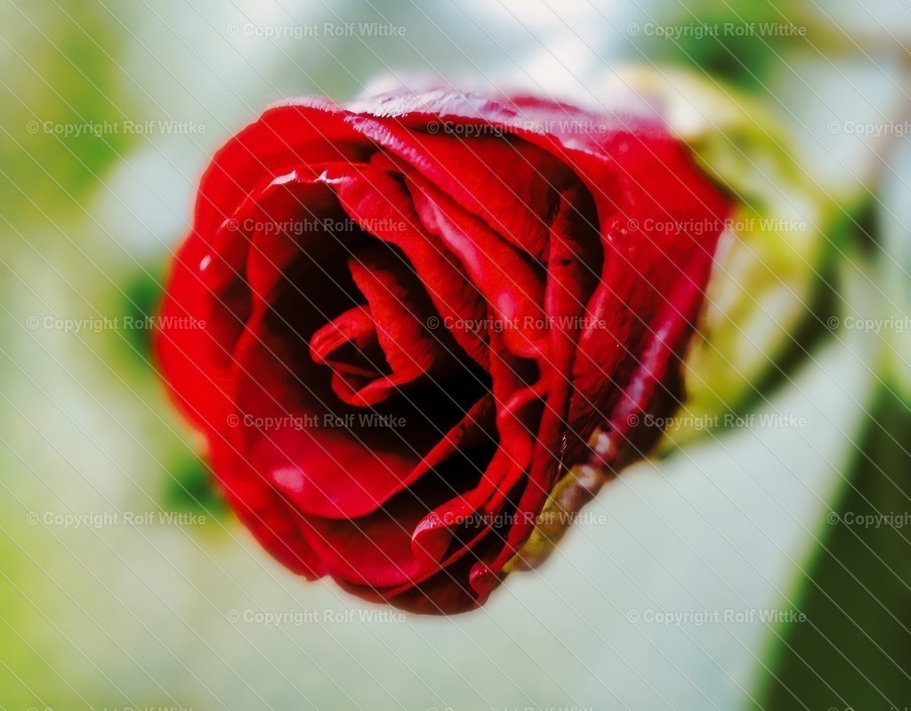 _Flora2.2 | Rolf Wittke  - Realisiert mit Pictrs.com