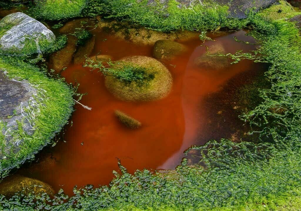 norwegen-2017-293 | Gezeitentümpel beim Fels Kannesteinen an der Küste der Insel Vågsøy im westlichen Norwegen. Durch Rotalgen (Rhodophyceae) wurde das Wasser in einer fast unwirklich erscheinenden Intensität gefärbt. - Realisiert mit Pictrs.com
