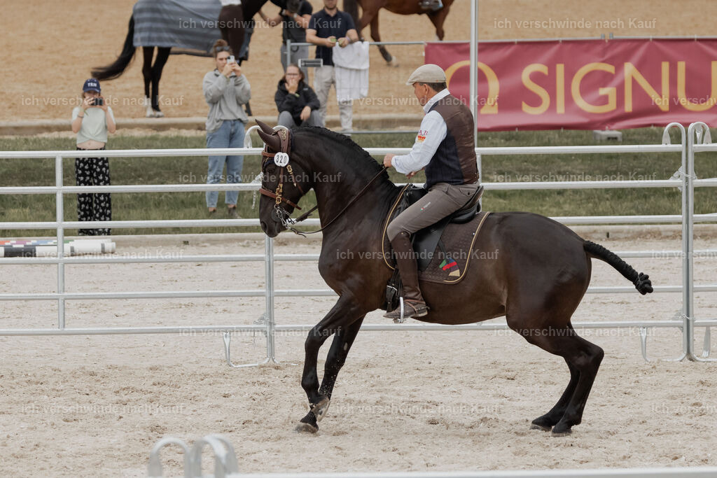WE__Stoib_Rinder_PI2025_3050 | Pferd International München 2025