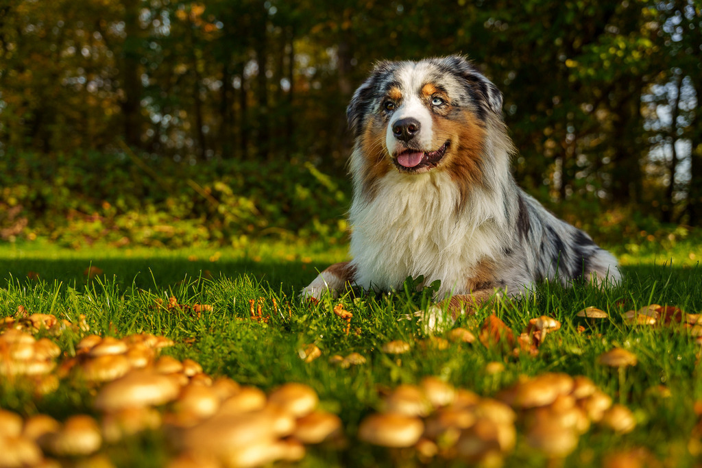 allesWIRTHgut Tierfotografie - 7IV09750 | Professionelle Tierfotografie in Mönchengladbach von Daniel Wirth (allesWIRTHgut). Liebevolle & natürliche Bilder von Hunden & Katzen für unvergessliche Erinnerungen.