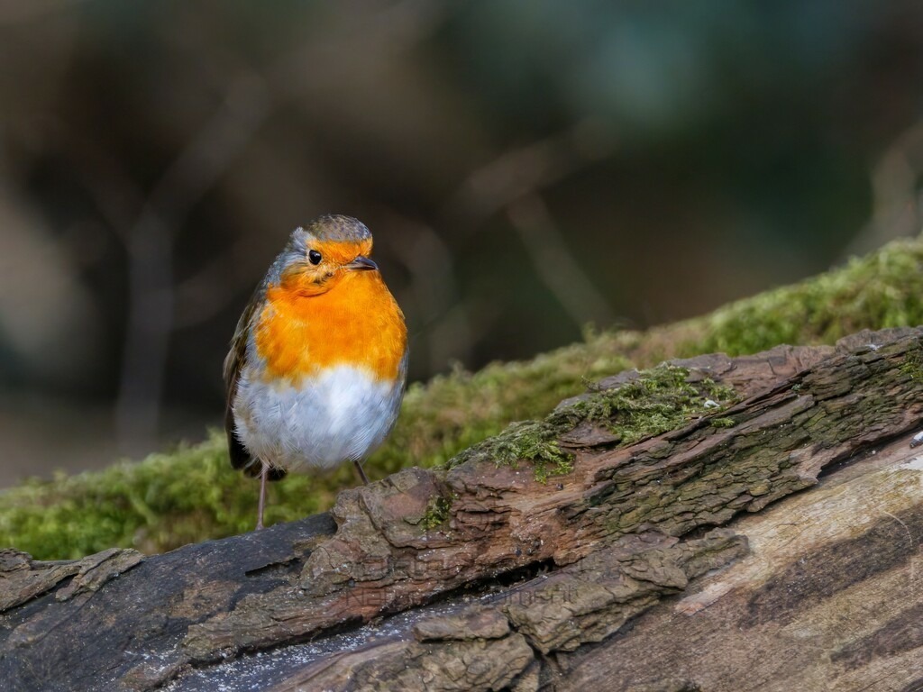 P1004452-Bearbeitet-2024-LR | Natur im Moment - Realisiert mit Pictrs.com