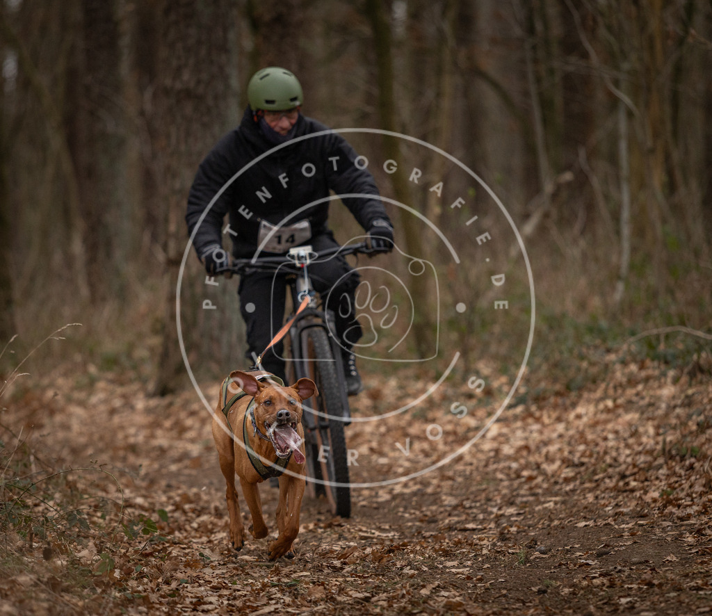Pfotenfotografie_DV3A7037 | Hundefotografie, Tierfotograf, Pfotenfotografie, Fotoshooting Hund, Hunde Portrait, Hundesport, Hundeportraits, Heideshooting, Hunde, Sportfotograf, Hundefotograf, Turnierhundsport, THS,  - Realisiert mit Pictrs.com