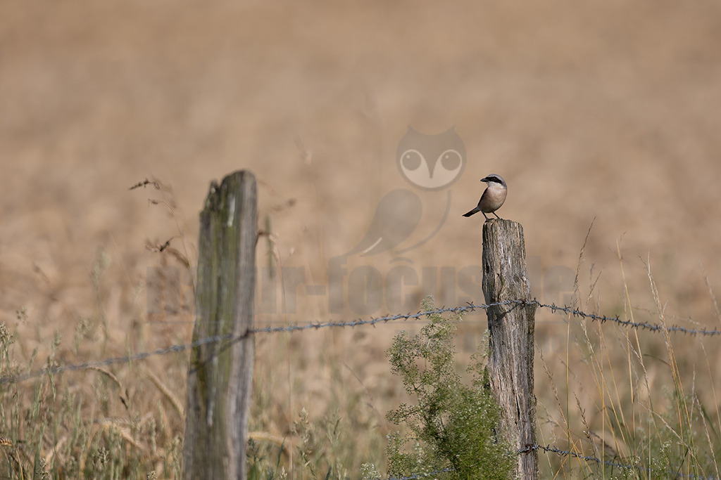 20210718190527 | Der Neuntöter oder Rotrückenwürger ist eine Vogelart aus der Familie der Würger und in Mitteleuropa die häufigste Würgerart. Er ist vor allem durch sein Verhalten bekannt, Beutetiere auf Dornen aufzuspießen. Zu seiner Nahrung zählen vorwiegend Großinsekten, aber auch kleine Säugetiere und Vögel. - Realisiert mit Pictrs.com