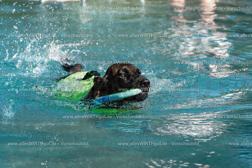 Hundeschwimmen_Volksbad_2026-allesWIRTHgut_Tierfotografie-2609061610-FAY07414 | Professionelle Tierfotografie in Mönchengladbach von Daniel Wirth (allesWIRTHgut). Liebevolle & natürliche Bilder von Hunden & Katzen für unvergessliche Erinnerungen.