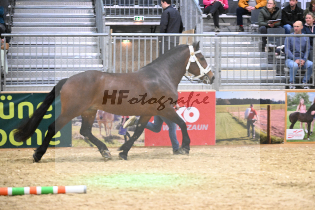 Kat-Nr. 19 Halina v. Vulkan_Kern_1260288 | hf-fotografie - Realisiert mit Pictrs.com