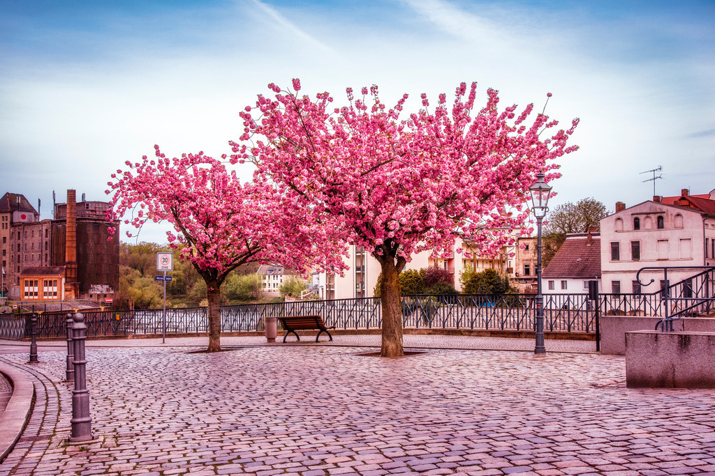 Saalplatz und Kirschblüte | Wir machen aus Ihren Bildern Erinnerungen für die Ewigkeit | Hochwertige Fotografien für Ihr zu Hause. - Realisiert mit Pictrs.com