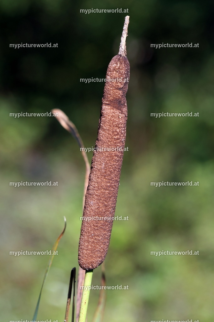 Breitblättriger Rohrkolben-001 | Das Bilderarchiv über Tiere, Planzen und Landschaften. In der Bilddatenbank finden Sie ein große Auswahl an hochwertigen Bilder für Ihre Werbung - Realized with Pictrs.com