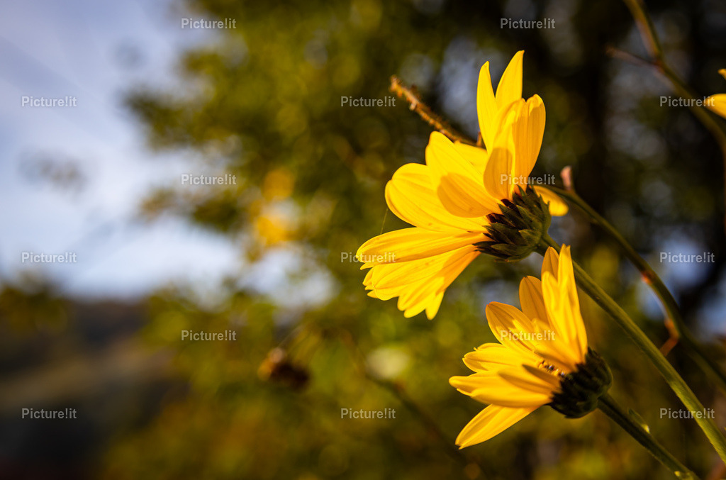 FlowerPower | Entdecken Sie unsere vielfältige Auswahl an digitalen Panoramen und hochwertigen Fotoprodukten. Ob als sofortiger Download für kreative Projekte oder als exklusives Fotoprodukt für Ihr Zuhause – unsere einzigartigen Aufnahmen bieten perfekte Qualität.  - Realisiert mit Pictrs.com