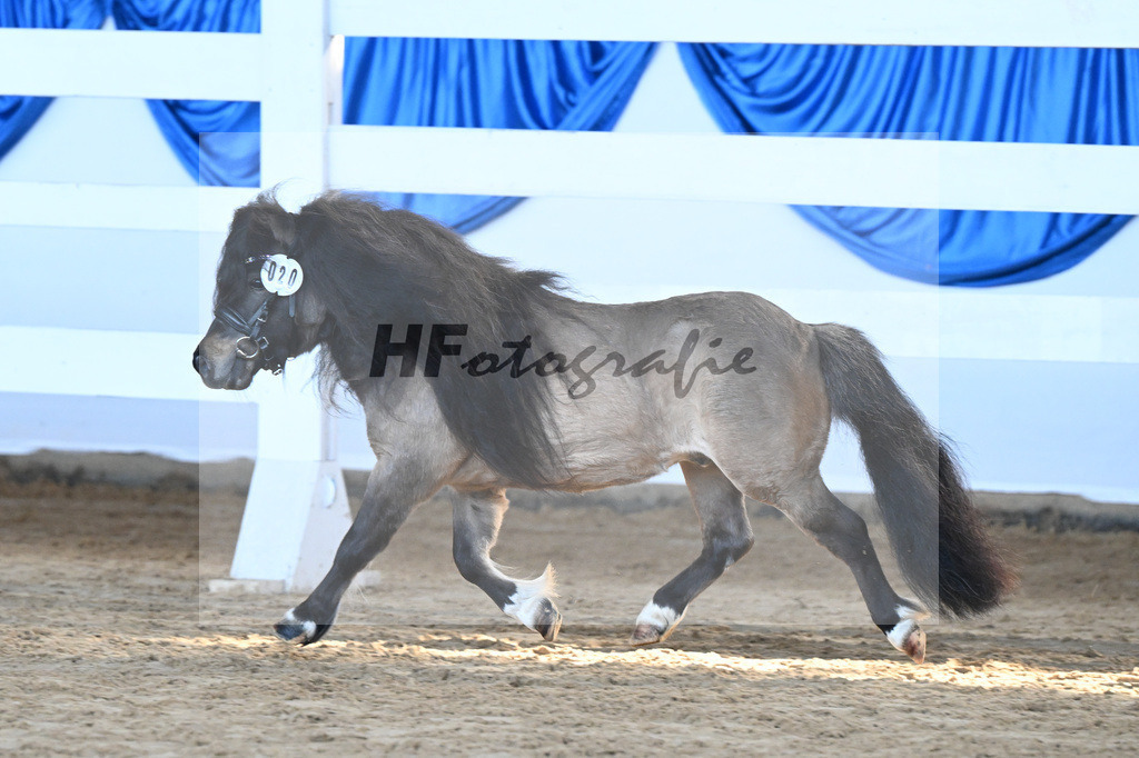 Kat-Nr. 20 Caruso vom Stegerhof v. Cartouch v h Druivnhof_Autenrieth_9260519 | hf-fotografie - Realisiert mit Pictrs.com