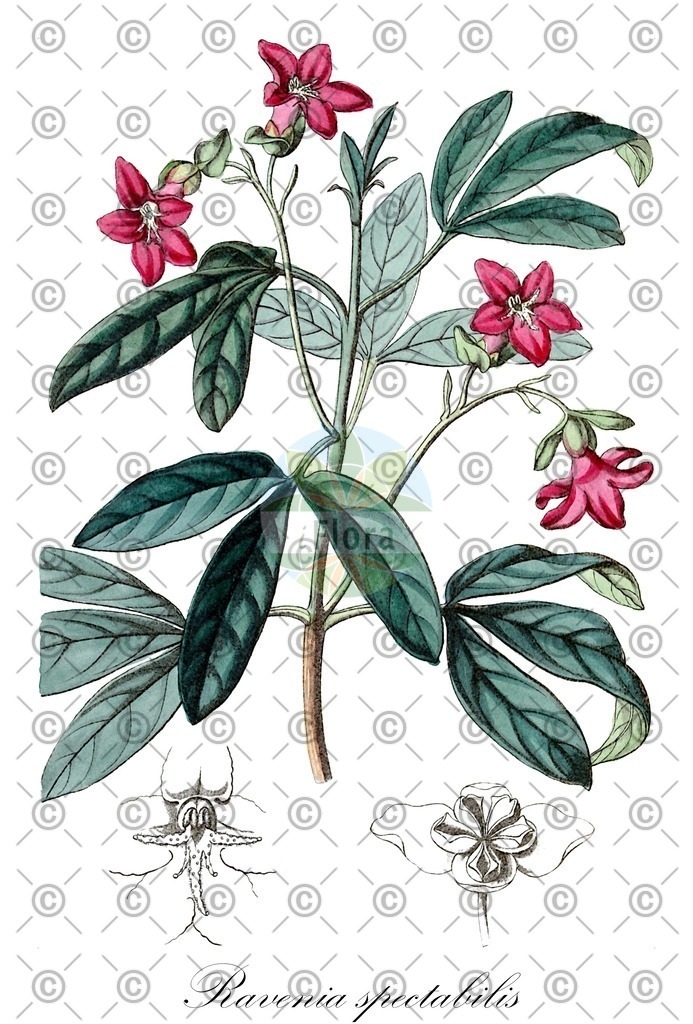 HistAbb_wfo-0000899604_1_ENZY_Simple | Historische Abbildung von Ravenia spectabilis - Rutaceae | Historical Illustration of Ravenia spectabilis - Rutaceae
