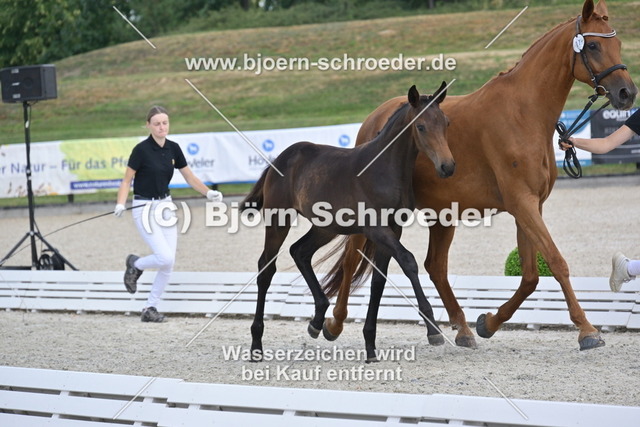 27_Escanto PS - Morricone_935_1831 | Björn Schroeder Pferdefotografie
