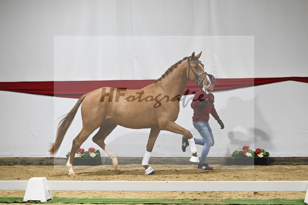 Kat-Nr. 14 v. Escamillo_Rhenania Pferde_63220193 | hf-fotografie - Realizzato con Pictrs.com