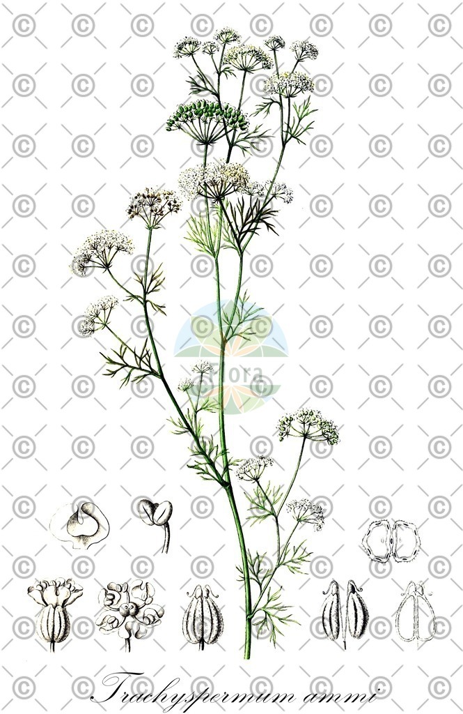 HistAbb_EMP_92150_1_FloraD_Simple | Historische Abbildung von Trachyspermum ammi - Apiaceae | Historical Illustration of Trachyspermum ammi - Apiaceae