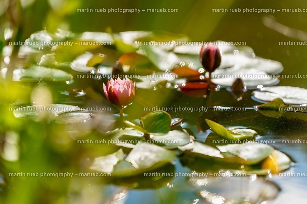 Colorful Water Lilies | Floating water lilies in a pond - Realisiert mit Pictrs.com