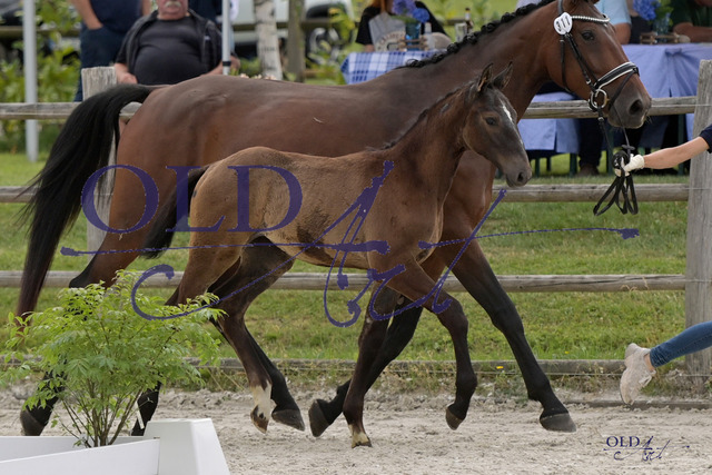 311 DE 418180657423 FRE Ustinov ME - Quick Star - Diamant De Semilly_DSC_2578_s | <meta name="description" content="★Offizieller Merchandise und Foto-/Videostore des Oldenburger Verbandes.★ ✅Jetzt auch digital Ausdrucke erhältlich." />
<meta name="keywords" content="Merchandise Foto-/Videostore Oldenburger Verband Photographie 