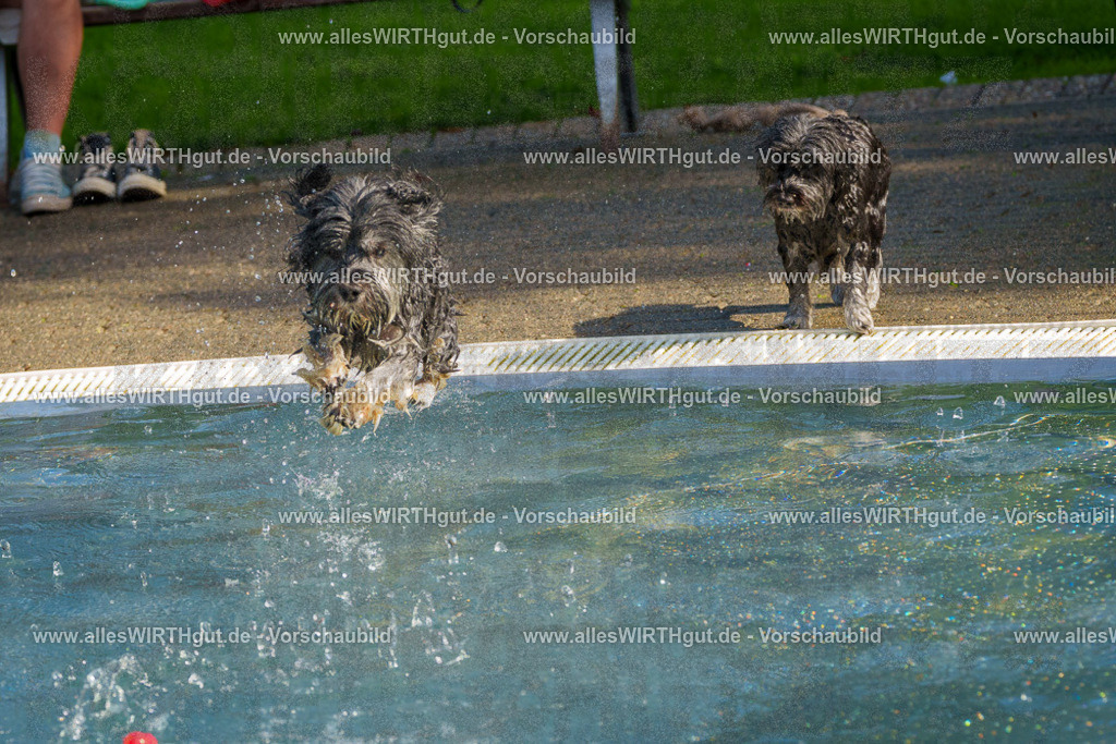 Hundeschwimmen_Grefrath_2026-allesWIRTHgut_Tierfotografie-13_09-FAY00531 | Professionelle Tierfotografie in Mönchengladbach von Daniel Wirth (allesWIRTHgut). Liebevolle & natürliche Bilder von Hunden & Katzen für unvergessliche Erinnerungen.