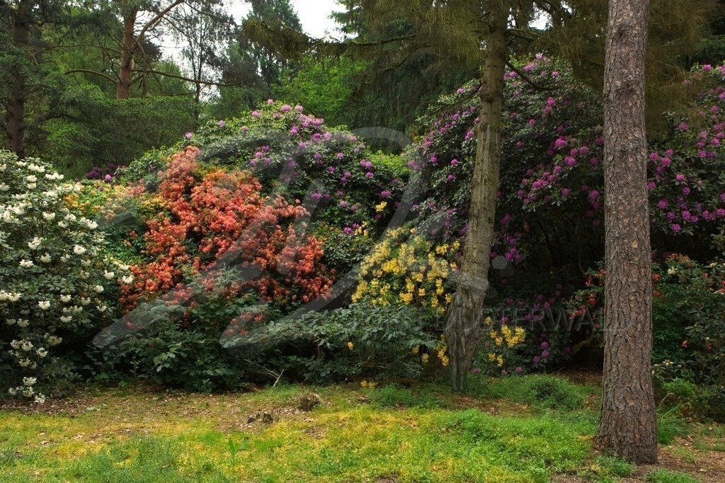 NatureArt-RHODOPARK_8039 | Bunte Farben auf der Lichtung | #003 | Modell: Darky | Foto: Andrej Laukart - Realisiert mit Pictrs.com