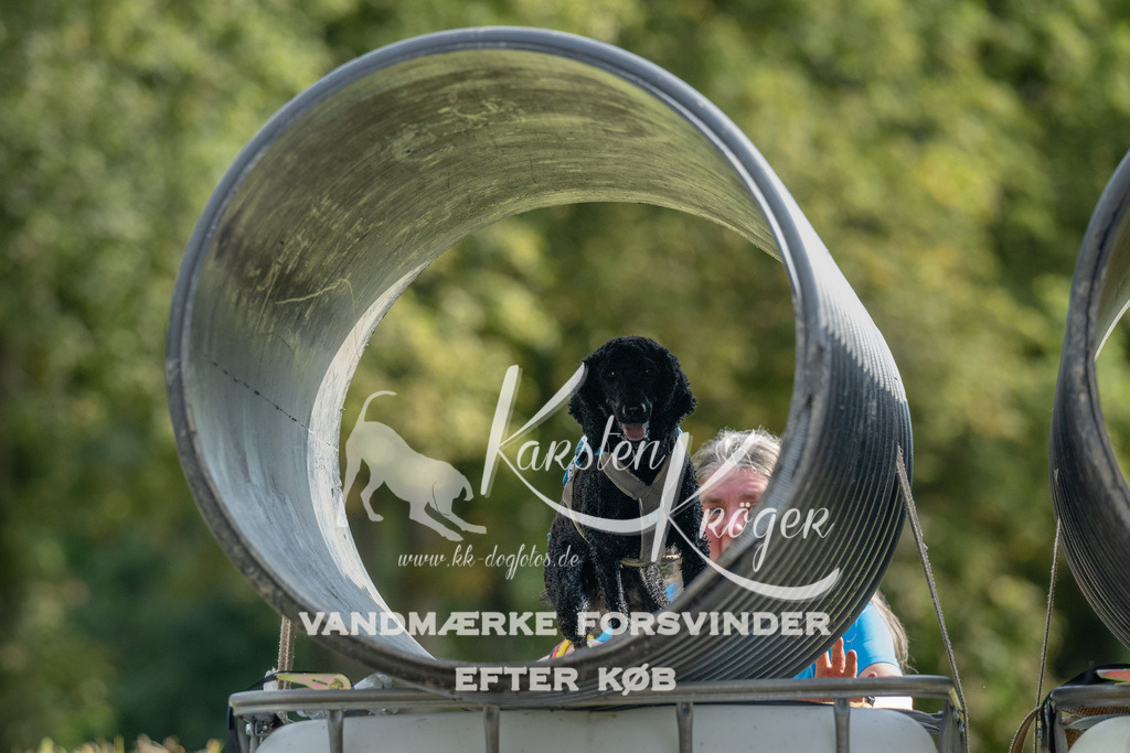 0944_ZZ90944 | kk-dogfotos