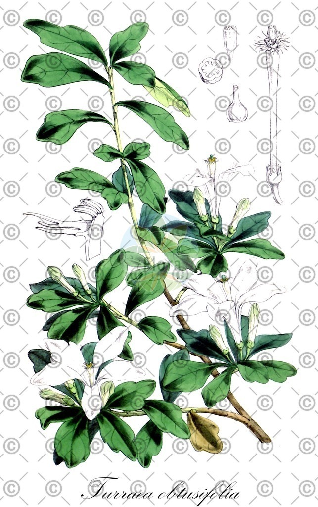 HistAbb_EMP_12657_SRC_Schlechtendal_FLORAD_SIMPLE | Historische Abbildung von Turraea obtusifolia - Meliaceae | Historical Illustration of Turraea obtusifolia - Meliaceae