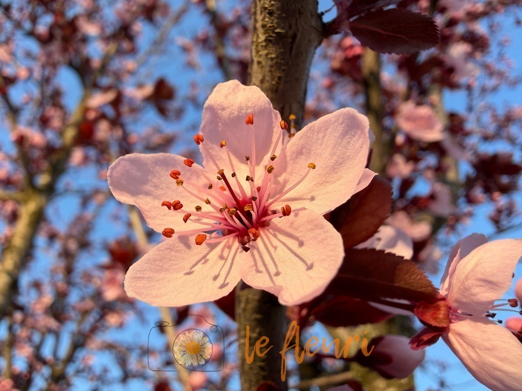 IMG_2735 | Dies ist der Shop von Florian Blum - le fleuri. Langenthal, Bern, Schweiz. Sie können hier meine oder ihre eigenen Fotos als Fotoprodukte kaufen. Tassen, Schlüsselanhänger, Taschen etc. können Sie hier gestalten.  - Realisiert mit Pictrs.com