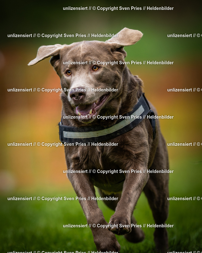 Sven Pries | 2025-04-13 - Hunderennen Baden-Baden - Realisiert mit Pictrs.com