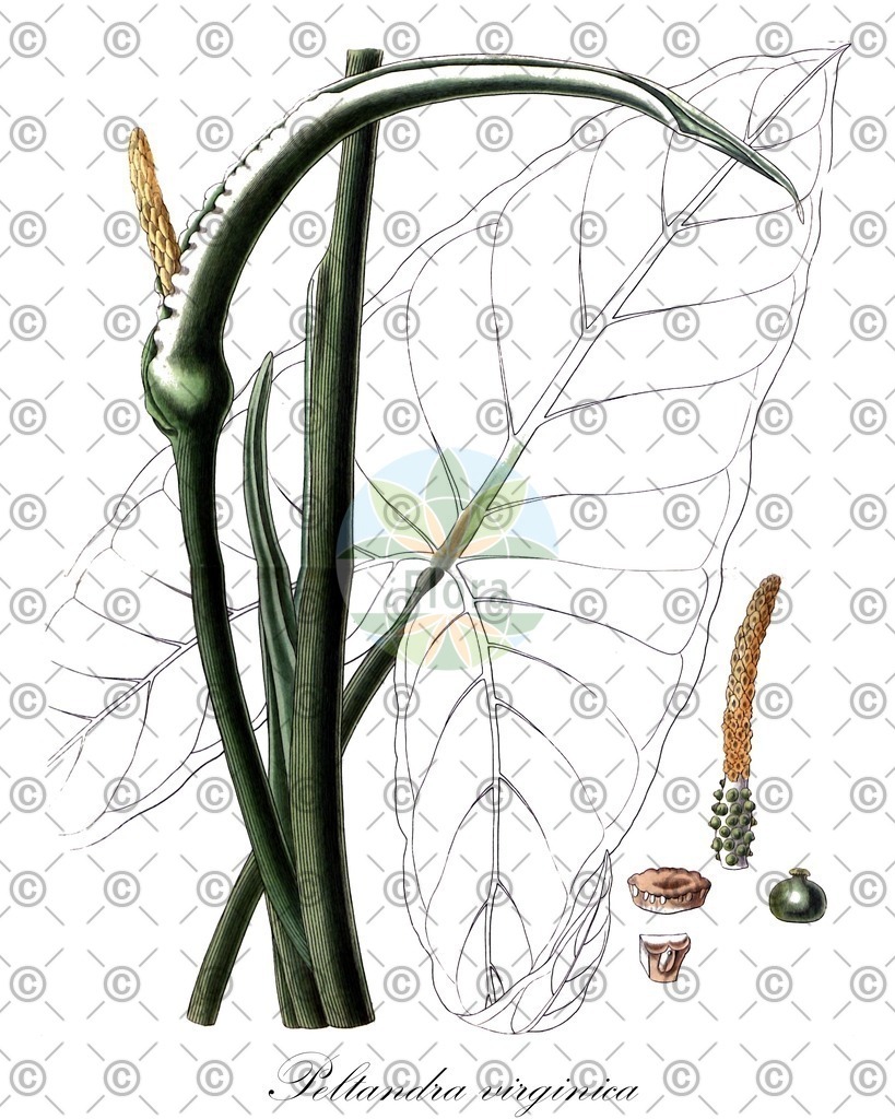 HistAbb_wfo-0000168359_1_ENZY_Simple | Historische Abbildung von Peltandra virginica - Araceae | Historical Illustration of Peltandra virginica - Araceae (arrow arum;peltandre;t arrow arum)