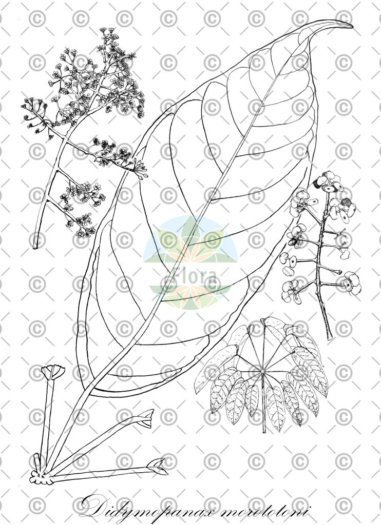 HistAbb_wfo-0000943254_1_ENZY_Simple | Historische Abbildung von Didymopanax morototoni - Araliaceae | Historical Illustration of Didymopanax morototoni - Araliaceae