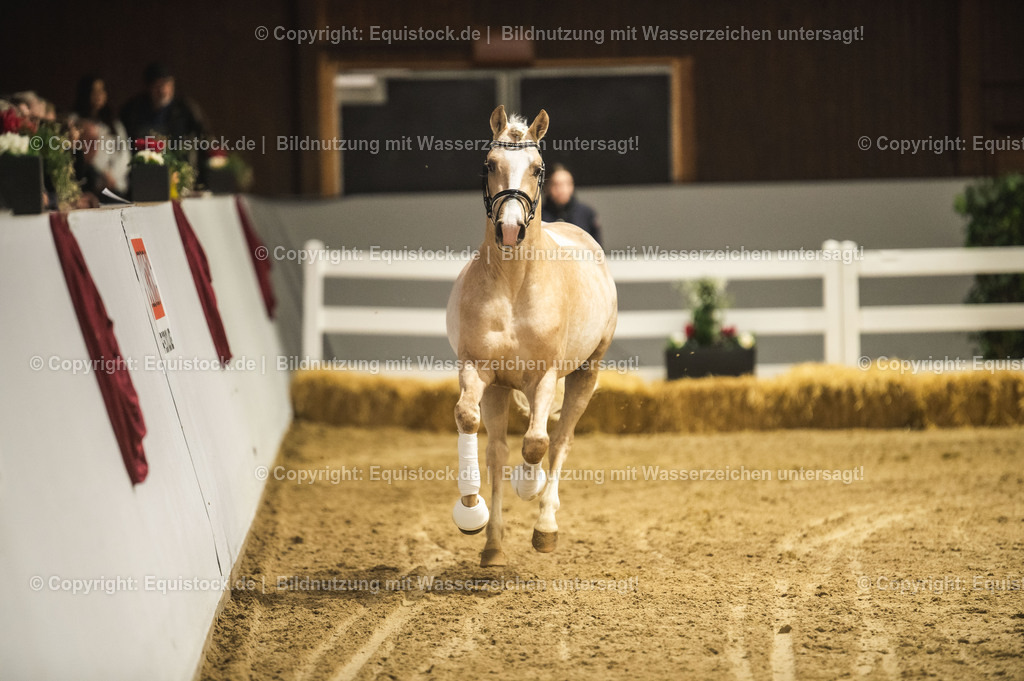 20240302_Hengstvorstellung_Marbach_TOMsPiC_0859 | equistock