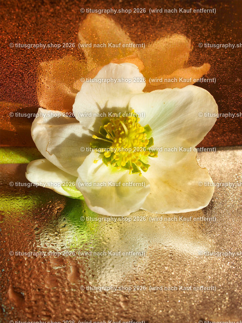 titusgraphy_P2254497-vz-ln | titusgraphy-shop: Geschenkideen mit Qualitätsfotos. titusgraphy-shop: gift ideas with quality photos. titusgraphy-shop: idées cadeaux avec photos de qualité.  - Realisiert mit Pictrs.com