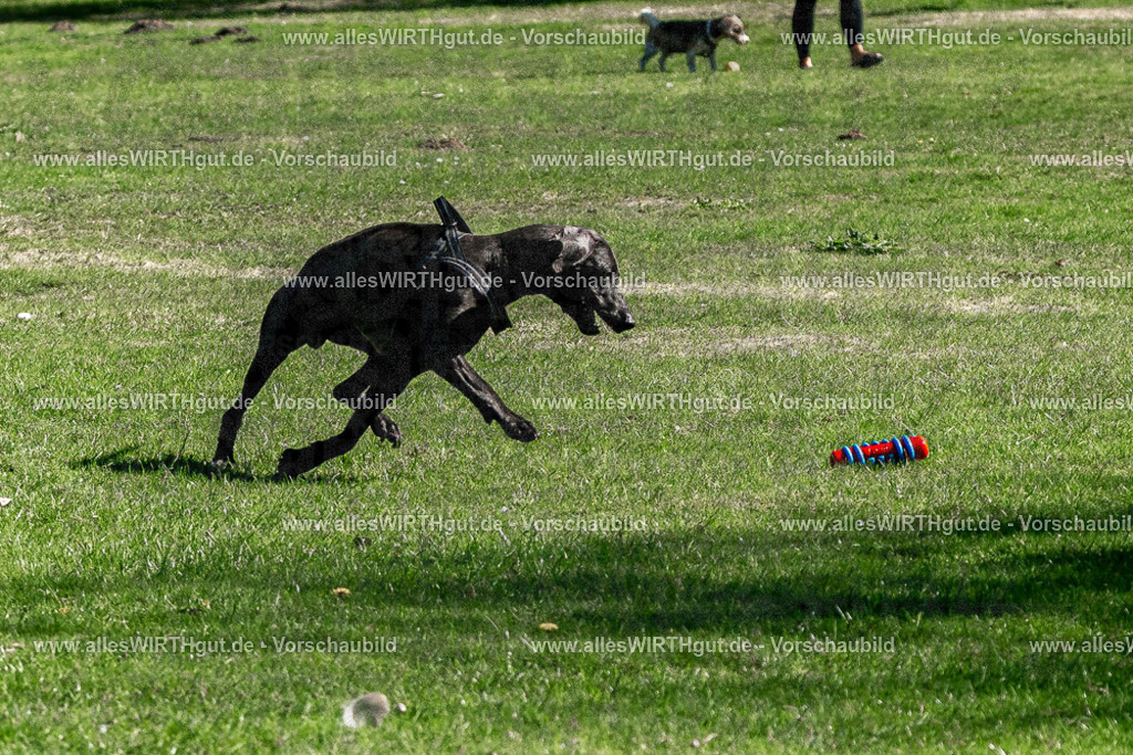 Hundeschwimmen_Volksbad_2026-allesWIRTHgut_Tierfotografie-2609061140-FAY06289 | Professionelle Tierfotografie in Mönchengladbach von Daniel Wirth (allesWIRTHgut). Liebevolle & natürliche Bilder von Hunden & Katzen für unvergessliche Erinnerungen.