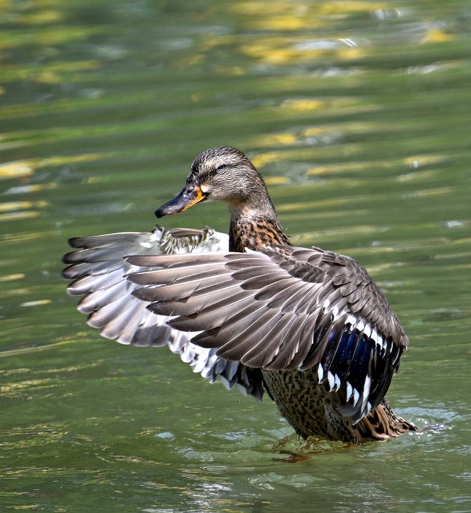 Eleganz im Wellenspiel: Der Flügelschlag der Stockente | Ein faszinierender Moment voller Dynamik und natürlicher Anmut: Eine weibliche Stockente richtet sich majestätisch im Wasser auf und breitet kraftvoll ihre Flügel aus. Das Spiel aus Licht und Schatten bringt die feine Musterung ihres Gefieders und den leuchtend blauen Spiegel an den Schwingen perfekt zur Geltung. Das sanft schimmernde, grünliche Wasser reflektiert die sommerliche Umgebung und bildet den lebendigen Hintergrund für dieses beeindruckende Naturschauspiel. Eine Aufnahme, die die Schönheit der heimischen Tierwelt und den perfekten Augenblick puren Lebensdrangs einfängt. - Realisiert mit Pictrs.com
