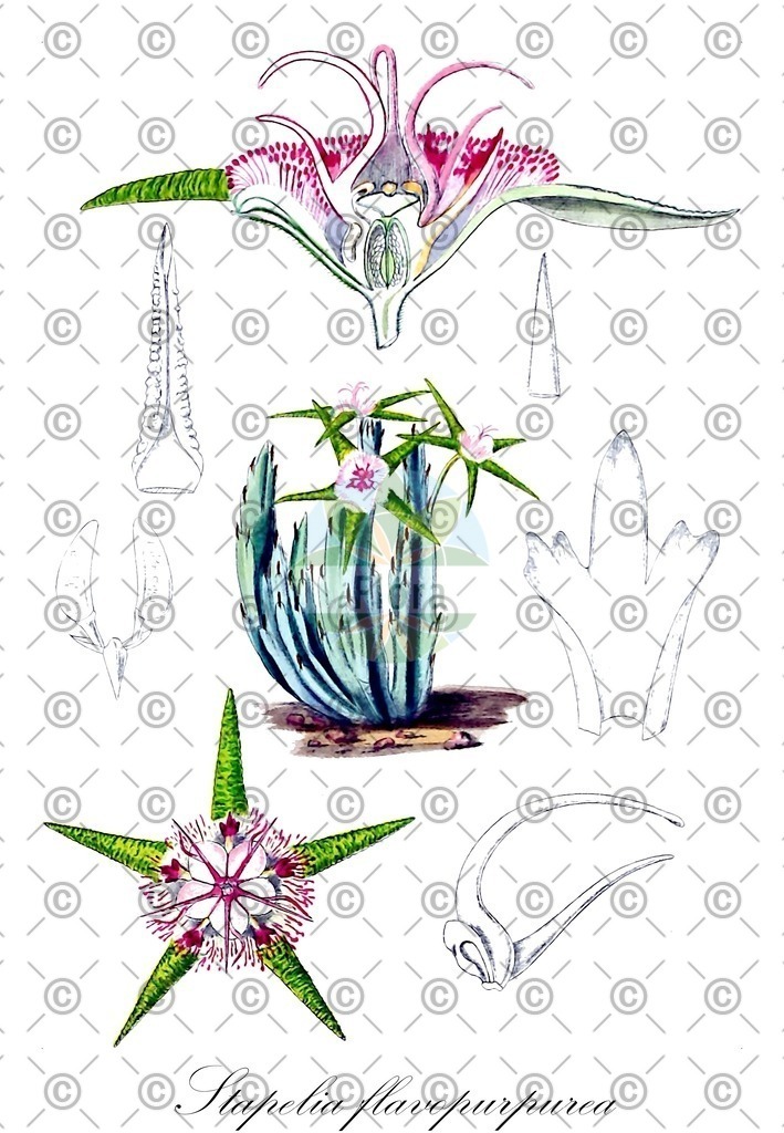 HistAbb_wfo-0001102565_1_ENZY_Simple | Historische Abbildung von Stapelia flavopurpurea - Apocynaceae | Historical Illustration of Stapelia flavopurpurea - Apocynaceae
