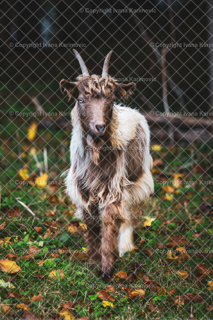 DSC03469 | ikphotography - Realisiert mit Pictrs.com