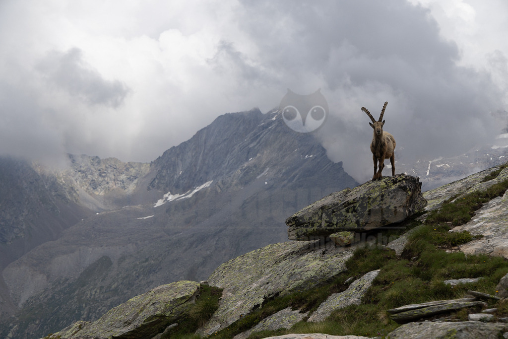 _5NF2454_20250713 | Ein majestätischer Alpensteinbock (Capra ibex) steht auf einem markanten Felsen in einer rauen Berglandschaft. Der Steinbock blickt aufmerksam und direkt in die Kamera. Im Hintergrund erheben sich weitere felsige Gipfel, die teilweise von dichten Wolken und Nebel verhüllt sind, was der Szene eine dramatische und mystische Atmosphäre verleiht. Einzelne Schneefelder sind an den Berghängen zu erkennen. Die Interaktion beschränkt sich auf die aufmerksame Beobachtung des Betrachters durch das Tier, das sich in seiner natürlichen Umgebung befindet. - Realisiert mit Pictrs.com