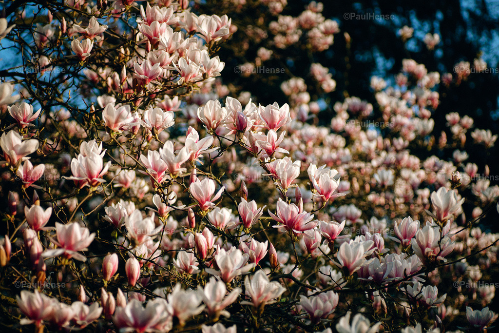 20220324_PaulHense_S0046_DSC03549 | paulhense - Realisiert mit Pictrs.com