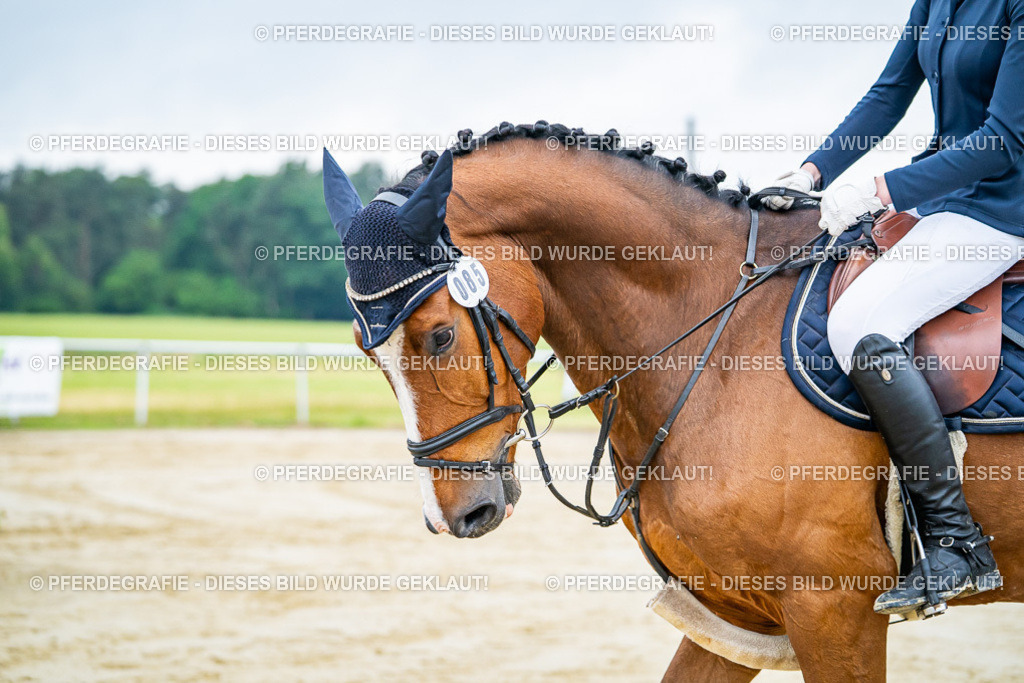 DSC02058 | Pferdegrafie